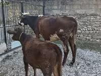 بقرة, Simmental cattle — الصورة 5