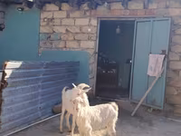 Cabra, Saanen goat — foto 1