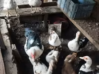 Ducks — Foto 1