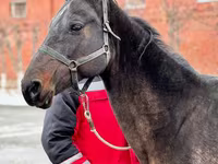 Madyan, Akhal-Teke — foto 1