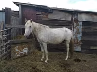 Yegua, Caballos — foto 1