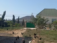 Australorp — Foto 1