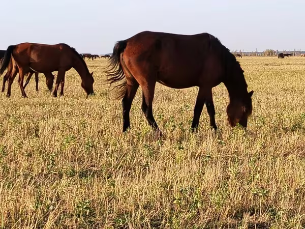 Pferde (Partie, Geschlecht nicht angegeben), Horse breed