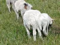 كبش, الأغنام — الصورة 2