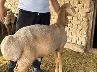 Qoç, Arashan sheep — foto 2