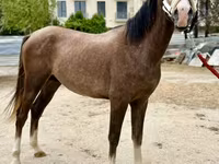 Aygʻir, Arabian horse — 2-rasm
