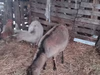बकरी, Nubian Goat — फ़ोटो 2