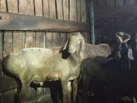 Widder, Hissar sheep — Foto 2