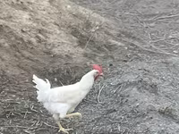 Chickens — Foto 1