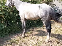 Aygʻir, Otlar — 2-rasm