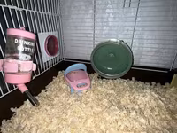 Cüce hamster və tam dəst aksesuarlar Qefes ile biryerde satılır 2-3 — Foto 4