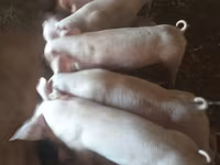 公猪, Крупная белая — 照片 1