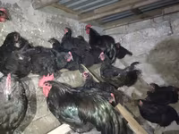 Australorp — Foto 2