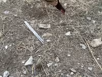 Chickens — फ़ोटो 8