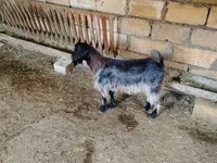 Cabra, Cabras — foto 5
