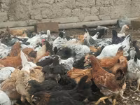 Chickens — foto 3