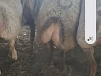 Oveja, Ovejas — foto 8