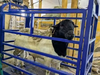 Carnero, Dorper sheep — foto 5