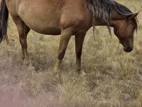 Stute, Kazakh horse — Foto 2