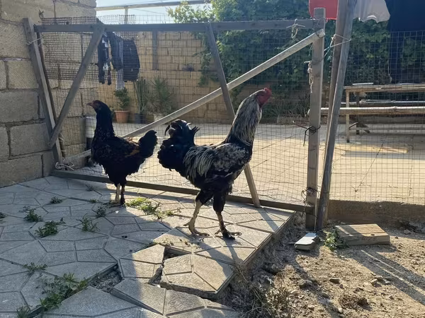 婆罗门鸡
