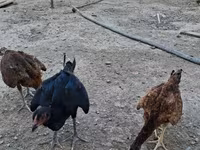 Chickens — Foto 1