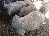 भेड़, भेड़ — फ़ोटो 6