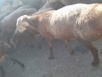 Ziegenbock, Beetal goats — Foto 6