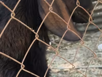 Cabro, Nubian Goat — foto 4