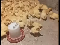 Alman Pekin — foto 1