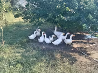 Ducks — Foto 1