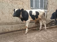 Bulle, Russian Black pied cattle — Foto 2