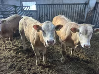 Bovinos (lote, sexo no especificado), Charolais cattle — foto 1