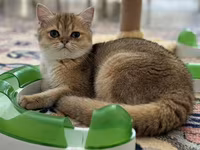 Brittish golden shinshilla ny11 dishi 10 ayliq — फ़ोटो 1