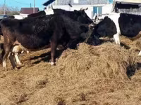 Kuh, Russian Black pied cattle — Foto 3