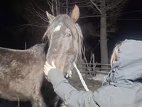 Hengst, New Altai Horse — Foto 2