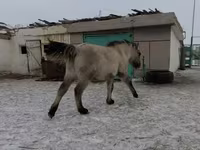 Caballo, Caballos — foto 3