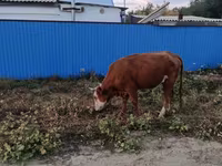 母牛, Kazakh White-headed cow — 照片 2