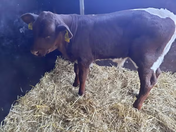 Bulle, Simmental cattle