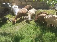 Qoʻy, Karakul sheep — 3-rasm