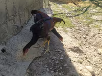 Chickens — फ़ोटो 1