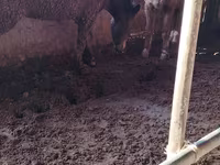 Madyan, Atlar — foto 3