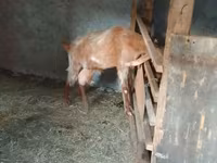 Ziege, Nubian Goat — Foto 2