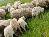 كبش, الأغنام — الصورة 3