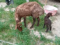 Sheep, Sheep — photo 1