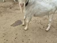 Ziegenbock, Saanen goat — Foto 3