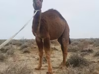جمل, Kazakh Bactrian camel — الصورة 1