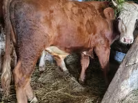 Bulle, Simmental cattle — Foto 1