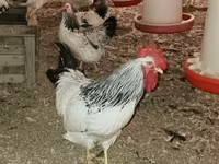 Chickens — Foto 3