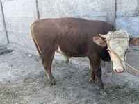 Bulle, Kasachische Weißkopfkuh — Foto 4