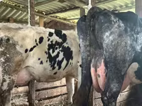 Cow, Holstein breed — photo 1
